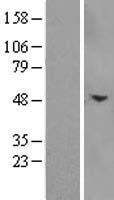 ACRV1 Human Over-expression Lysate