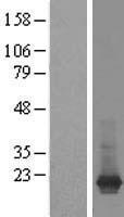 ARF1 Human Over-expression Lysate
