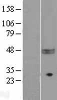 CD47 Human Over-expression Lysate