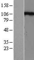 N Cadherin (CDH2) Human Over-expression Lysate