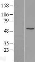 CDR2 Human Over-expression Lysate