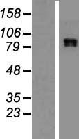 CLCN4 Human Over-expression Lysate