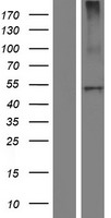 Carboxypeptidase B2 (CPB2) Human Over-expression Lysate