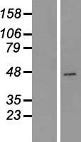 Carboxypeptidase A2 (CPA2) Human Over-expression Lysate
