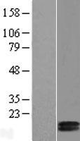 COX5B Human Over-expression Lysate