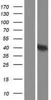 D Amino Acid Oxidase (DAO) Human Over-expression Lysate