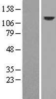 DRP2 Human Over-expression Lysate