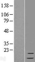 FAU Human Over-expression Lysate