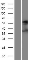 FUT4 Human Over-expression Lysate