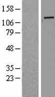 Golgin 97 (GOLGA1) Human Over-expression Lysate