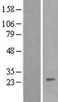 Interferon alpha 8 (IFNA8) Human Over-expression Lysate