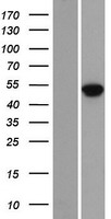 MAZ Human Over-expression Lysate