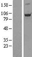 OSBP1 (OSBP) Human Over-expression Lysate