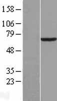 PCK1 Human Over-expression Lysate