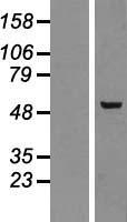 PLAGL2 Human Over-expression Lysate