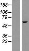 PLAG1 Human Over-expression Lysate