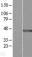 Pleckstrin (PLEK) Human Over-expression Lysate