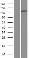 Phospholipase D2 (PLD2) Human Over-expression Lysate