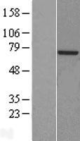 POLA2 Human Over-expression Lysate