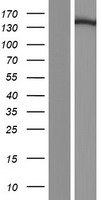 DNA Polymerase gamma (POLG) Human Over-expression Lysate