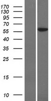 POLE2 Human Over-expression Lysate