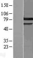 PKC gamma (PRKCG) Human Over-expression Lysate