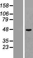 TCPTP (PTPN2) Human Over-expression Lysate