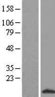 S100A3 Human Over-expression Lysate