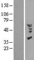 Macrophage Inflammatory Protein 4 (CCL18) Human Over-expression Lysate