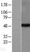 SUV39H1 Human Over-expression Lysate