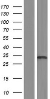 TAF9 Human Over-expression Lysate