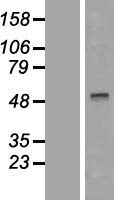 TRF1 (TERF1) Human Over-expression Lysate