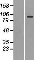 CD71 (TFRC) Human Over-expression Lysate