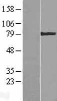 Transglutaminase 4 (TGM4) Human Over-expression Lysate