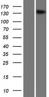 TMEM1 (TRAPPC10) Human Over-expression Lysate
