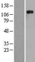 Vinculin (VCL) Human Over-expression Lysate