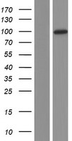 USP1 Human Over-expression Lysate