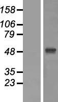 ZIC1 Human Over-expression Lysate