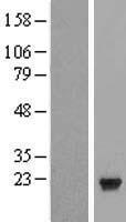 PTP4A1 Human Over-expression Lysate