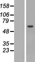 STAM1 (STAM) Human Over-expression Lysate