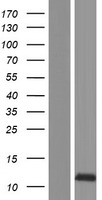 Stannin (SNN) Human Over-expression Lysate