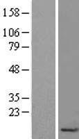 H4C9 Human Over-expression Lysate