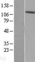 AKAP1 Human Over-expression Lysate