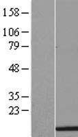 H3FK (HIST1H3H) Human Over-expression Lysate