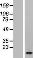 H2BC21 Human Over-expression Lysate