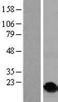 H2BC17 Human Over-expression Lysate