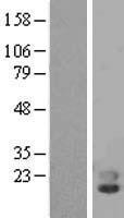 PLA2G10 Human Over-expression Lysate