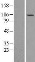 NSMAF Human Over-expression Lysate