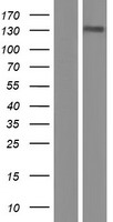TTF2 Human Over-expression Lysate