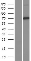Cullin 1 (CUL1) Human Over-expression Lysate